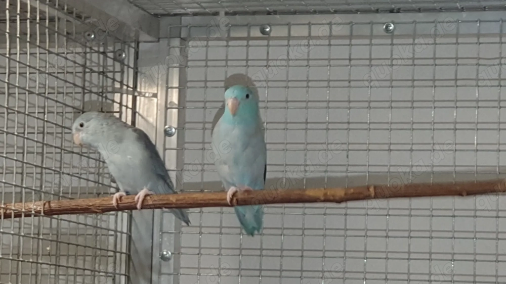1,1 Blaugenick-Sperlingspapageien abzugeben 