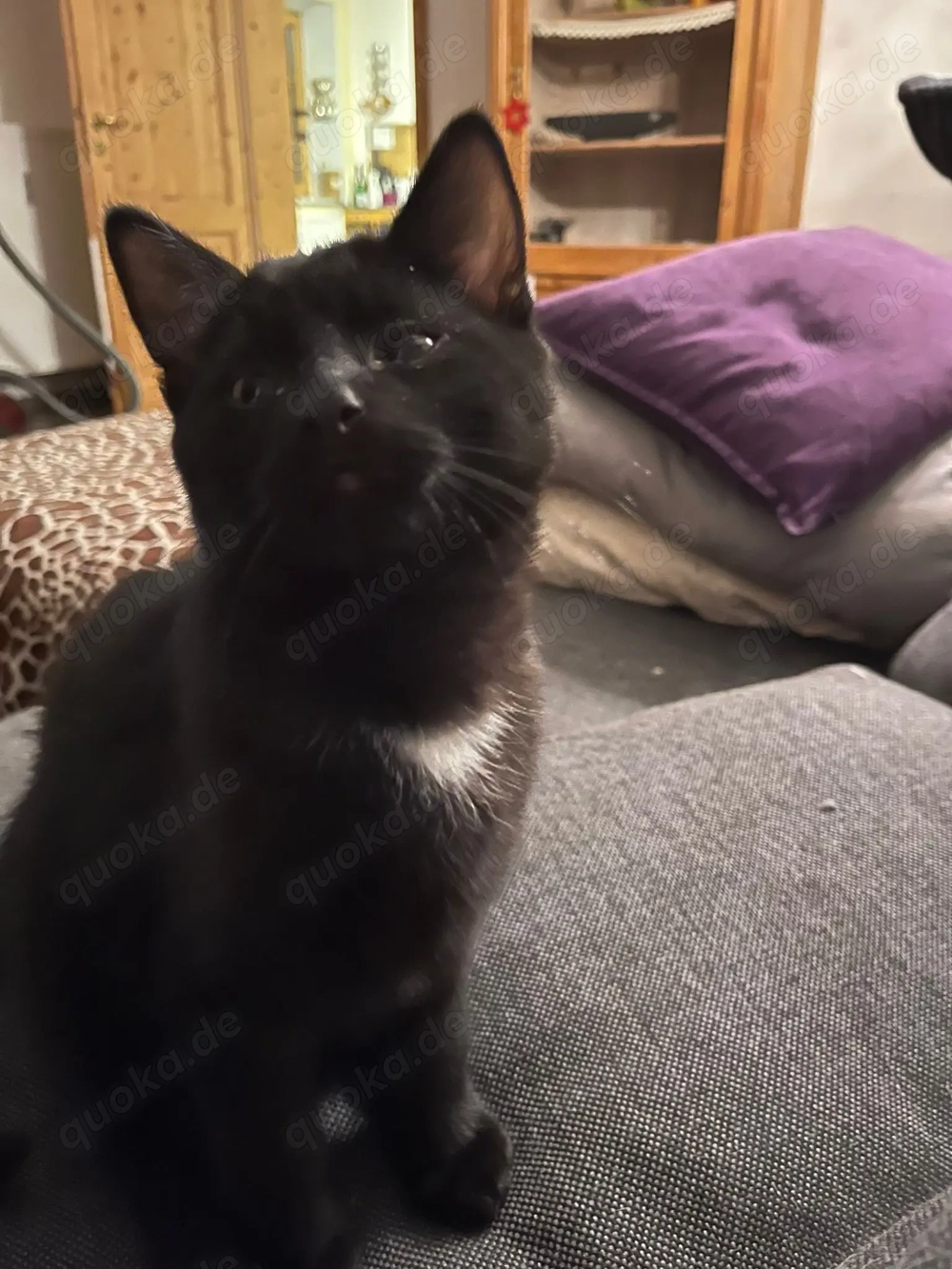 1 Kitten 14 Wochen alt abzugeben weiblich