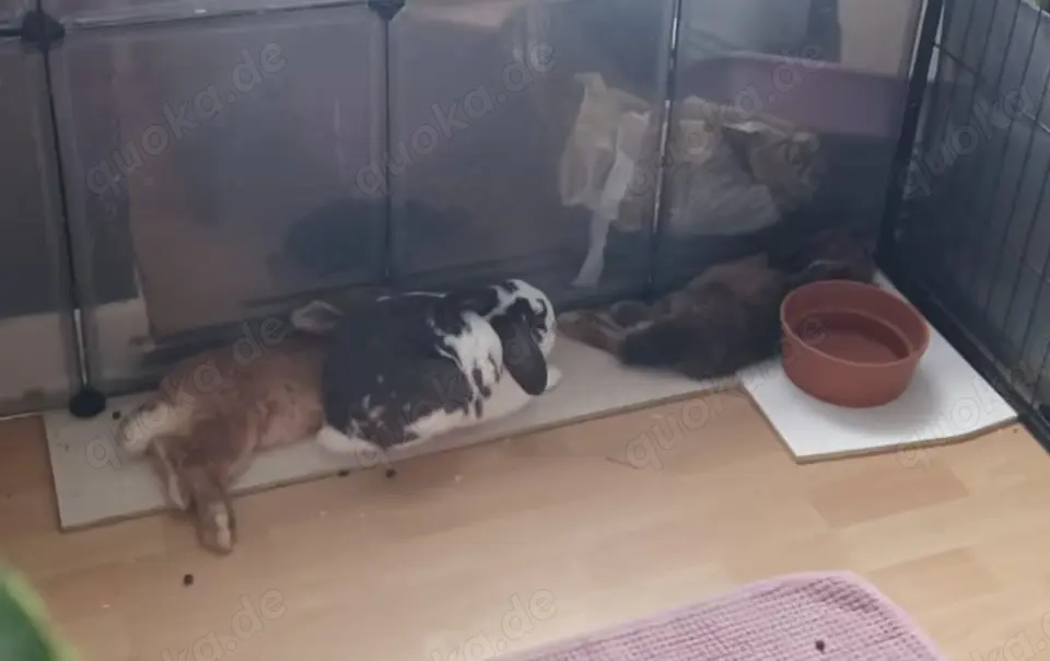 Stubenreine Kaninchen 