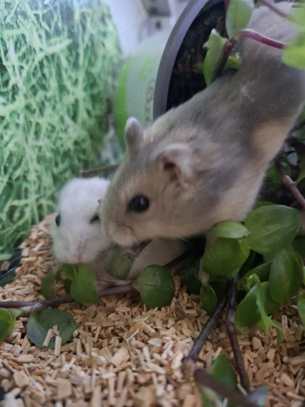 Zwerghamster   neu erhältlich