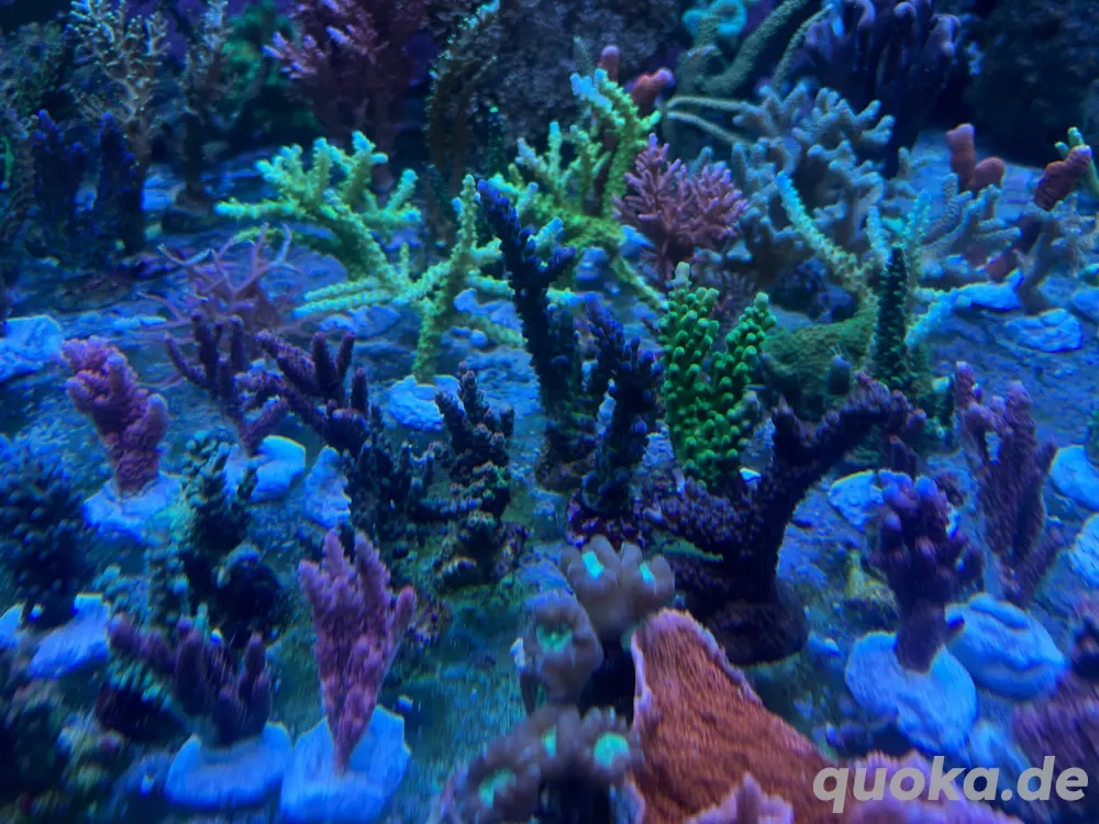 Ableger Meerwasser Korallen SPS LPS