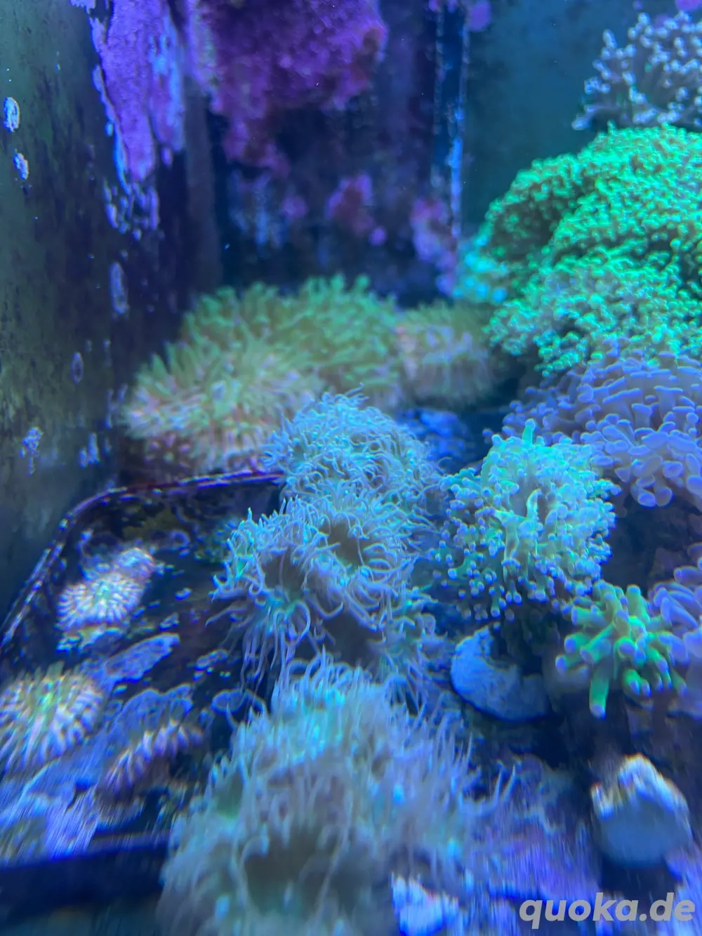 Ableger Meerwasser Euphylia