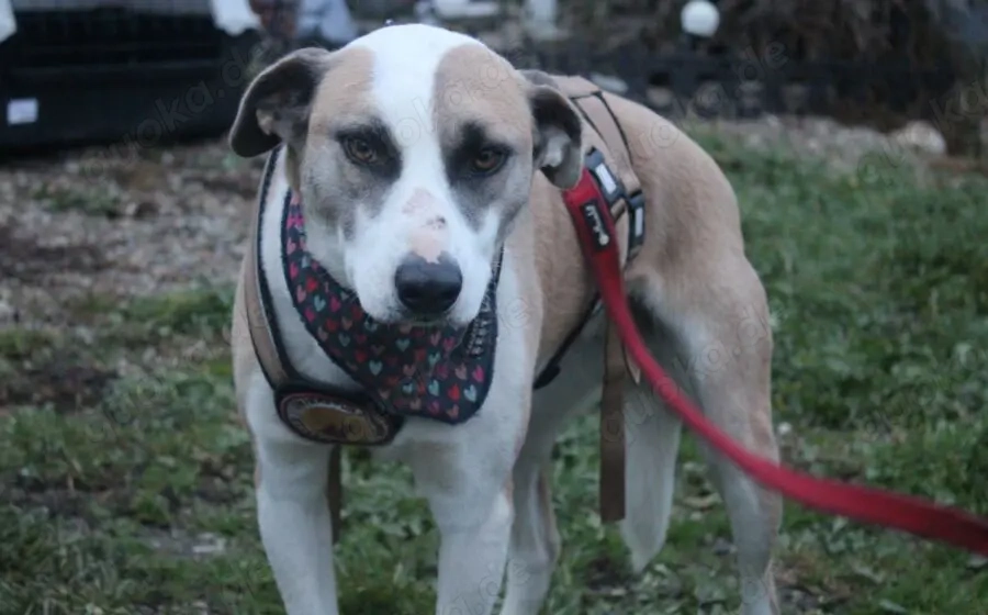 Fröhliche junge Betsy sucht Zuhause
