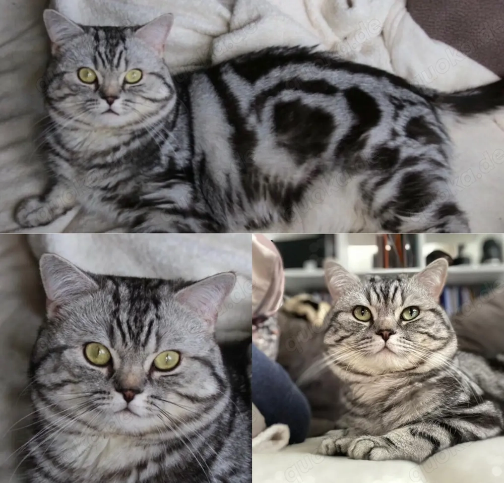 BKH Silber Tabby Kater mit Stammbaum zur Abgabe