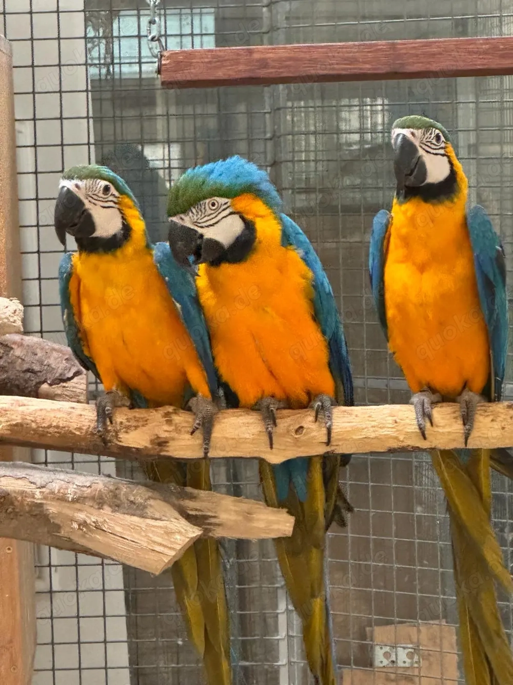 Verkaufe zwei Gelbbrustaras weibl.