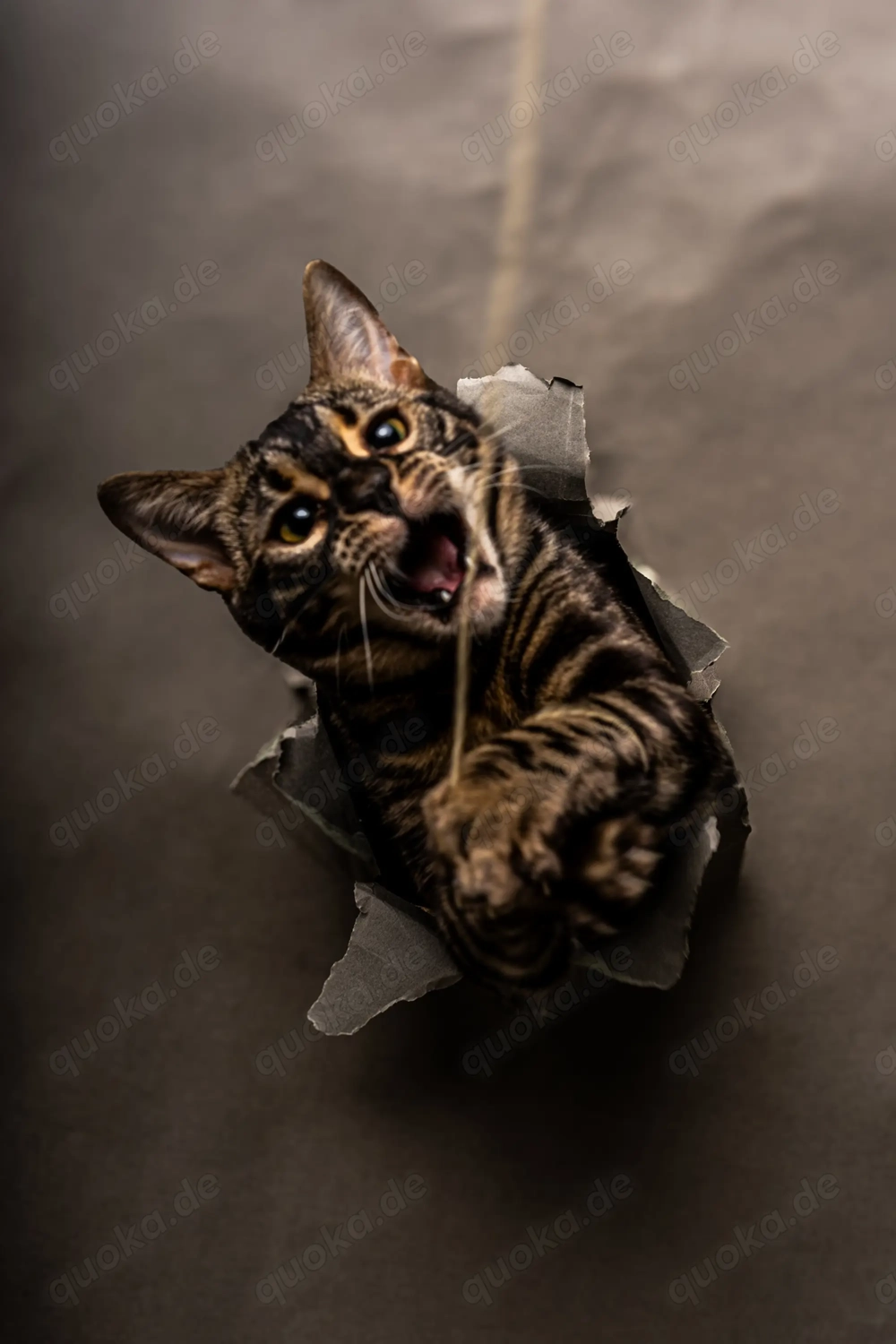 Wunderschöne, charcoal Bengalkatze sucht dringend neues Zuhause!!!