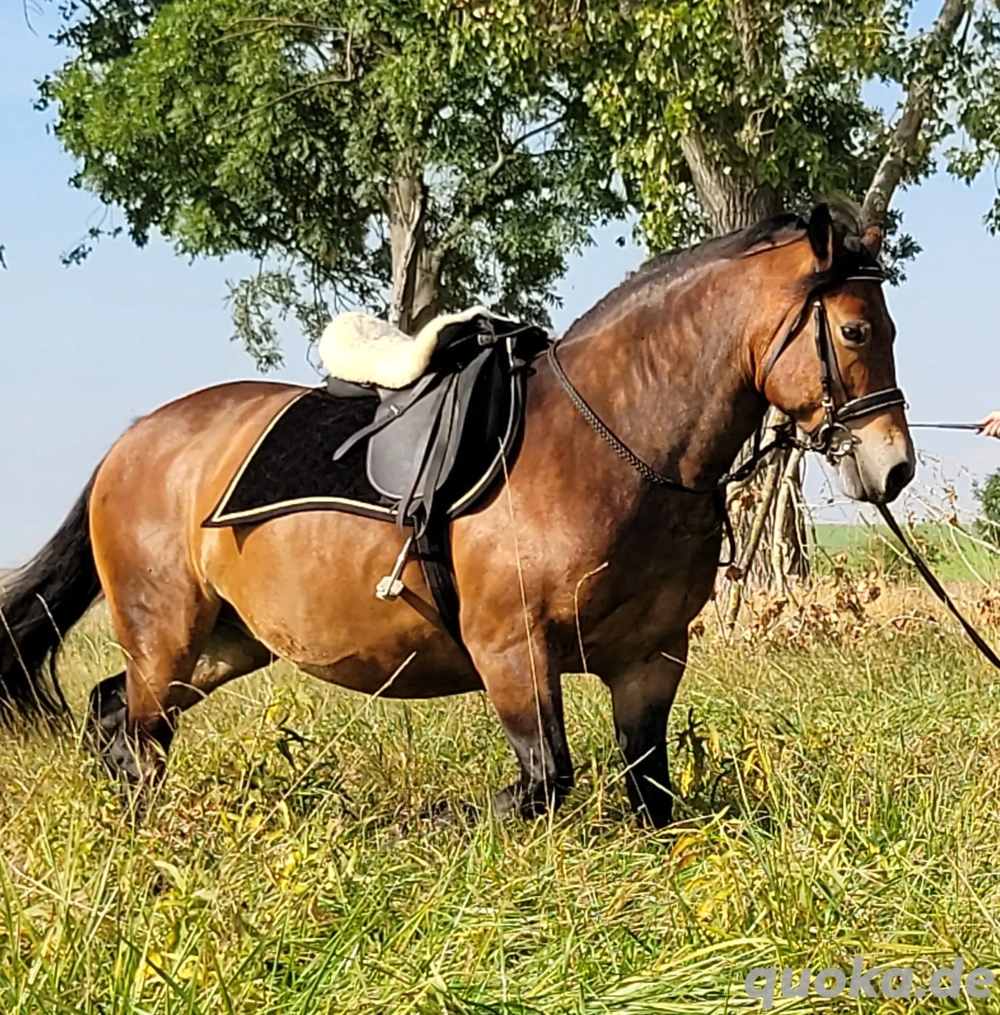schöne Kleinpferd Stute