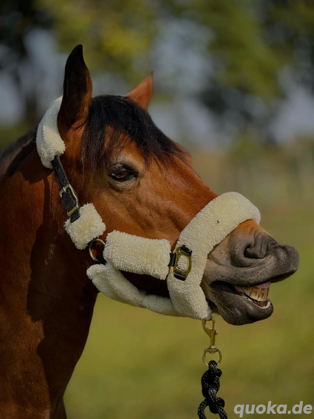 schöne Kleinpferd Stute