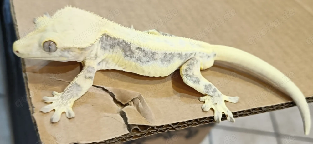 Kronengecko high end  Lily white 1.0