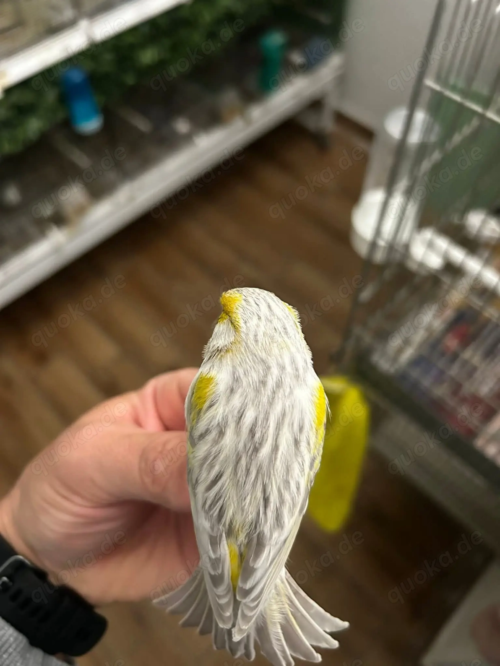 Farbkanarien Mosaikkanarien Kanarienvögel Achat Opal Gelb Mosaik Schwarz Gelbmosaik