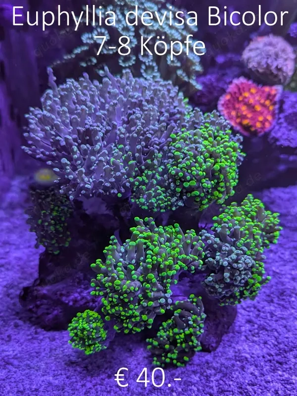 Euphyllia paraancora Korallen, Nachzuchten, LPS