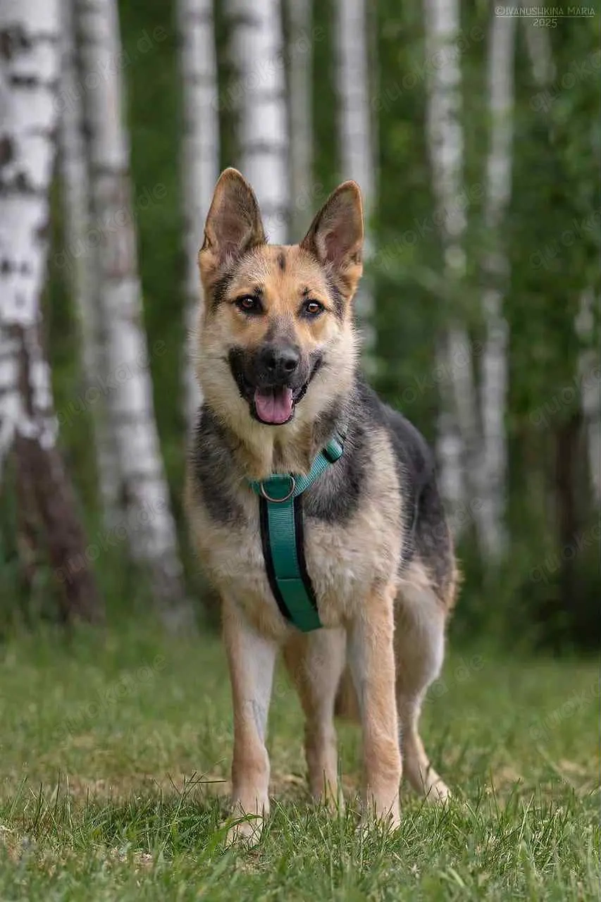 Liebe Mira sucht ein liebevolles Zuhause