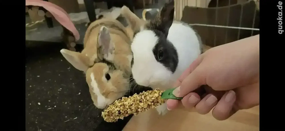 2 Zwergkaninchen 