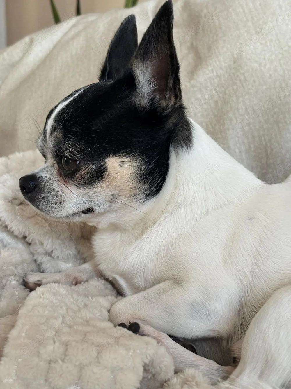 Süßer chihuahua,Rüde,6 Jahre alt