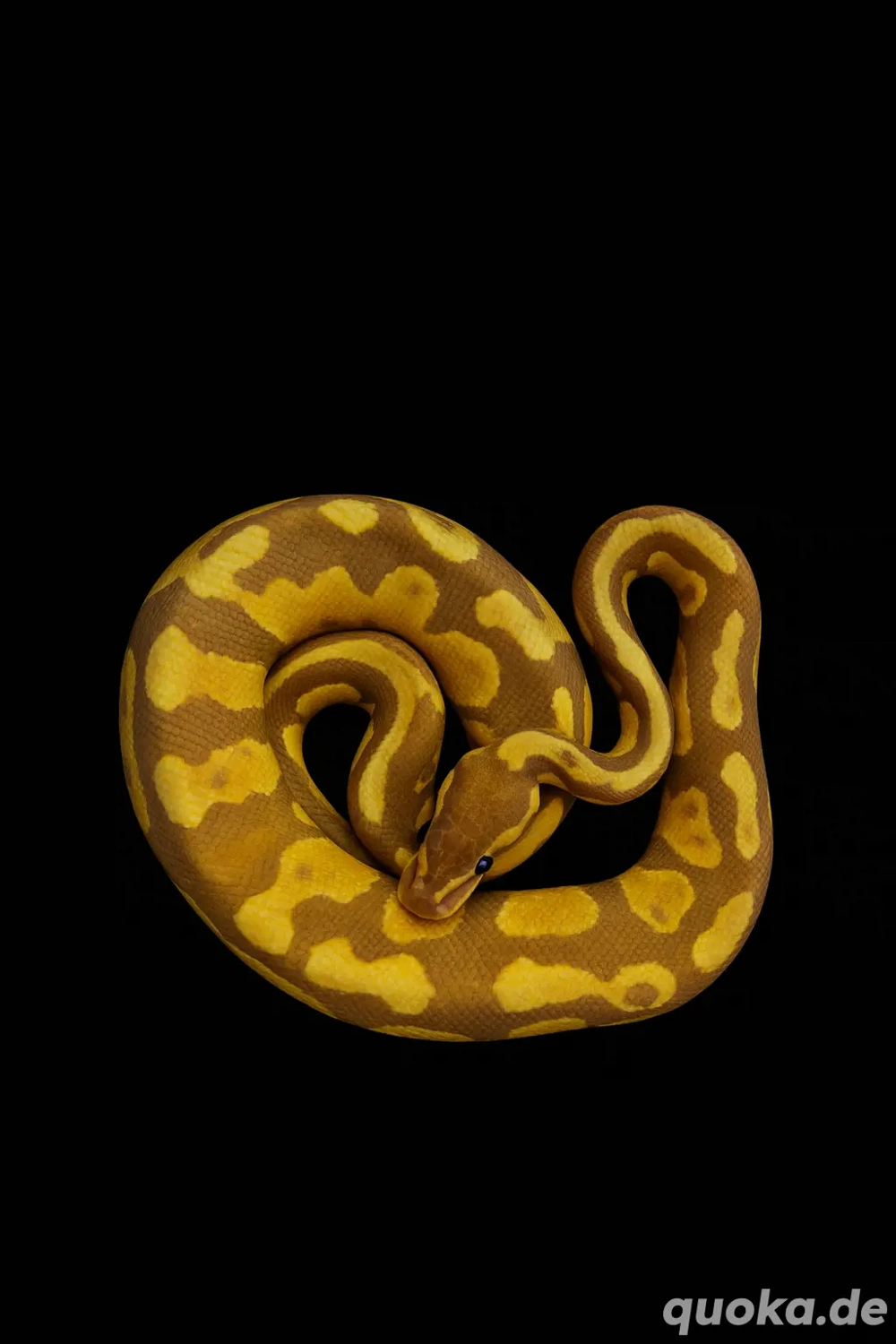 Python regius 1.0 (Ultramel het pied) kostenlos