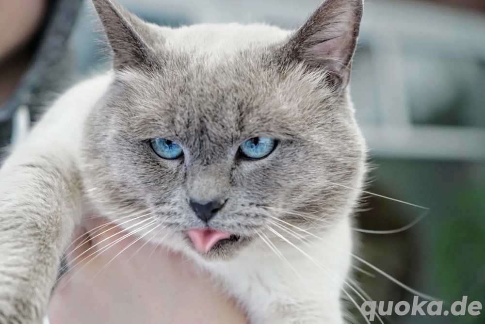 Deckkater Decken Siam Blue Point