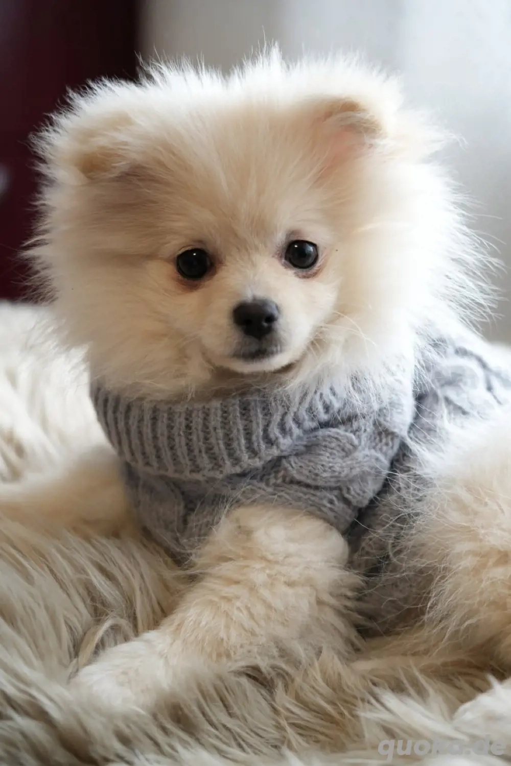   süßes Hundemädchen-Pomeranian Zwergspitz  sucht neues zuhause