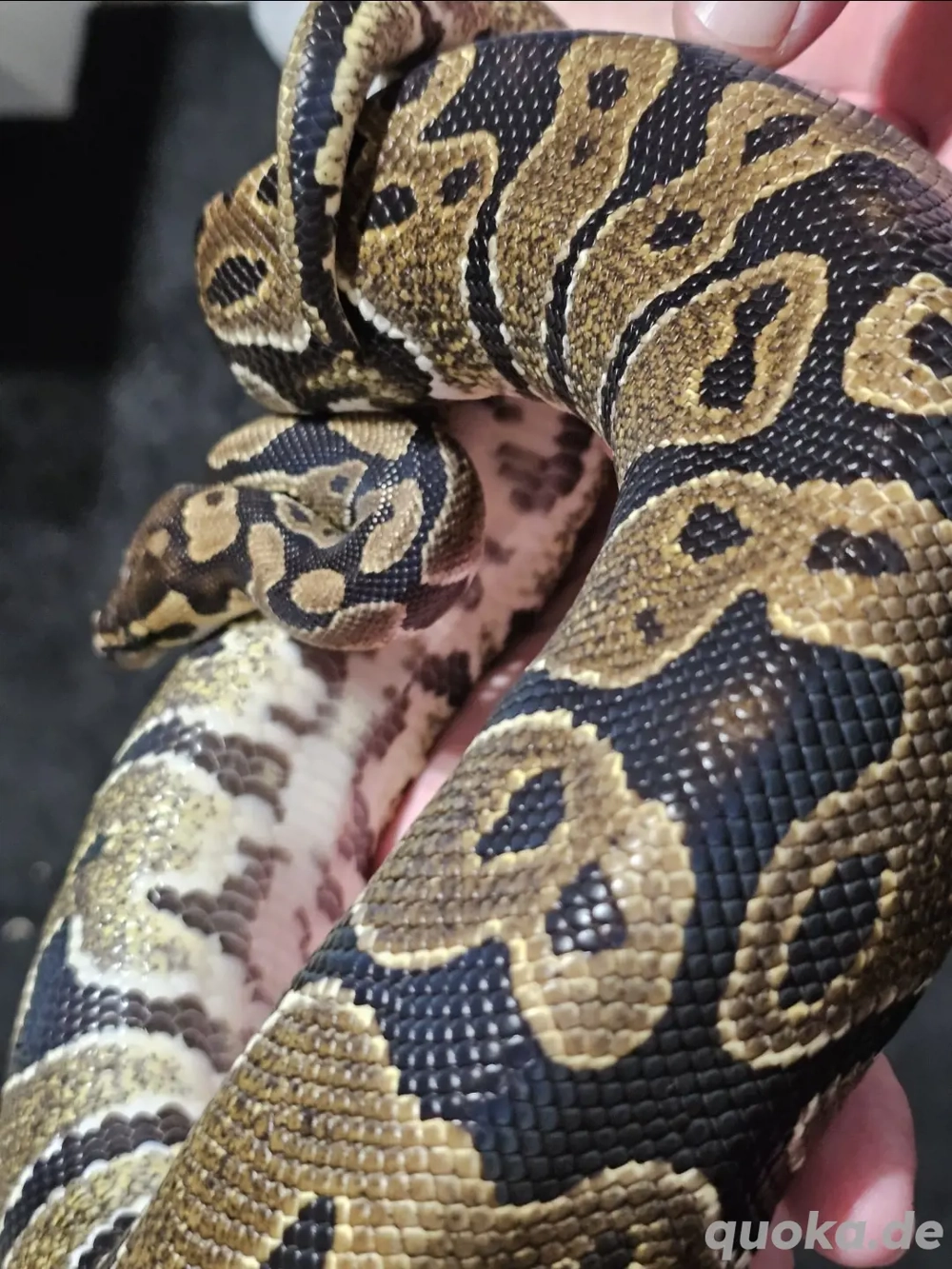 Königspython Ballpython 1.0 Classic pos. Leopard 2021