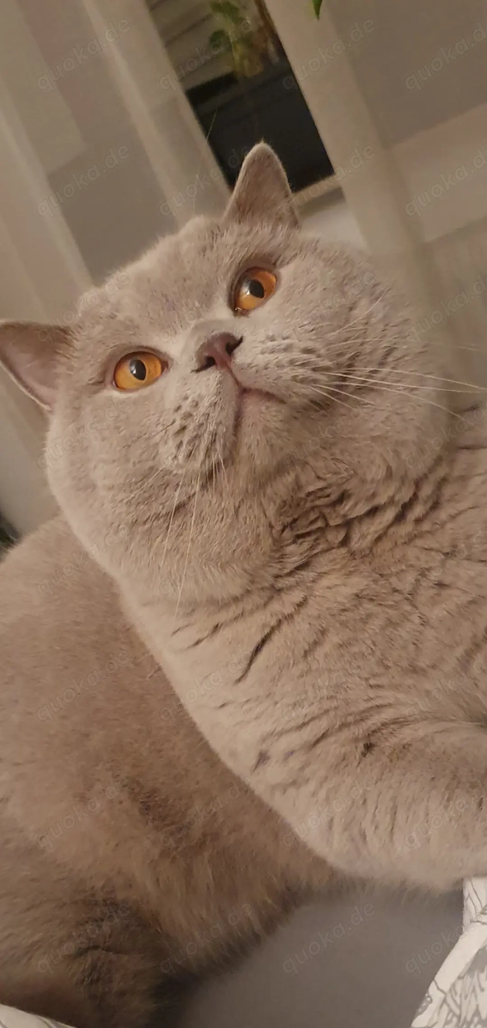 Reinrassiger erfahrener BKH Deckkater Lilac Blutgruppe A                           