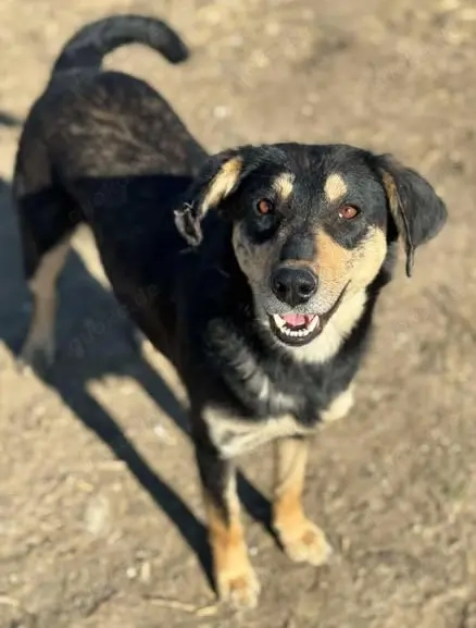 Dankbare Hundedame Amelia sucht Zuhause