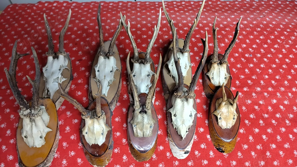 Geweih auf Holz,Rehgeweih,Rehbockgeweih