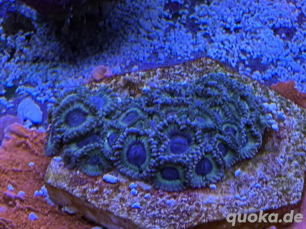 Meerwasser- Zoa- white walker