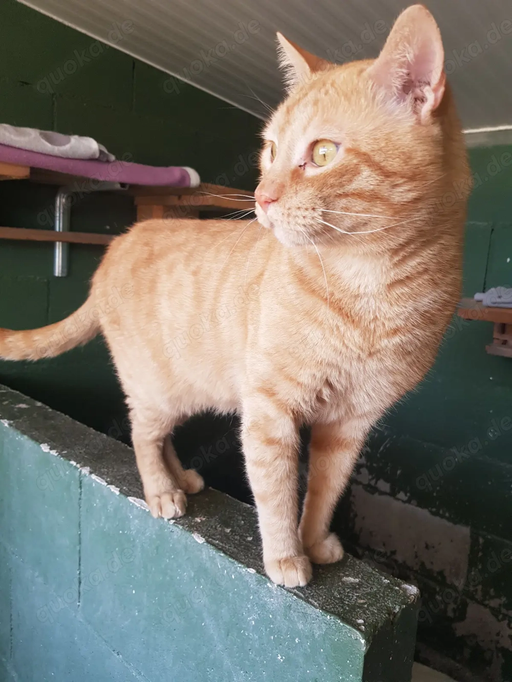 Toki-Pucho sucht sein Zuhause - FIV positiv