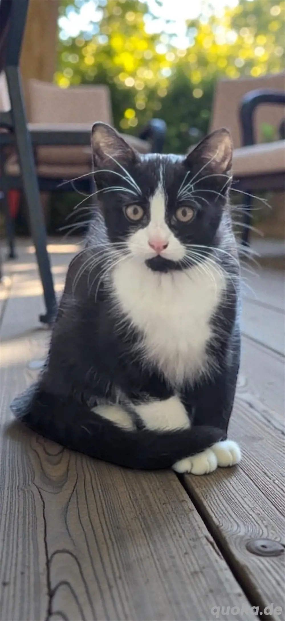 Ein schöner schwarzer Kater