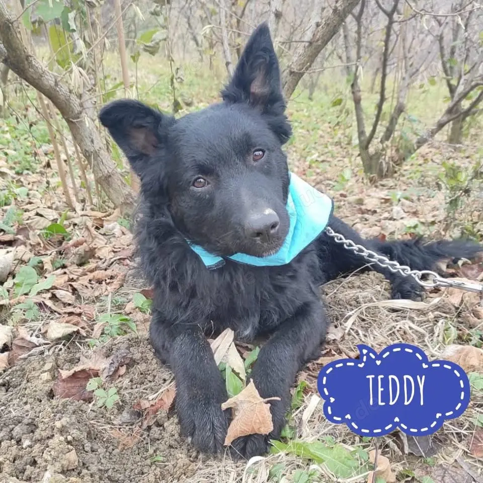 Teddy, wunderhübscher Mischling Mudi   Kroatischer Schäferhund