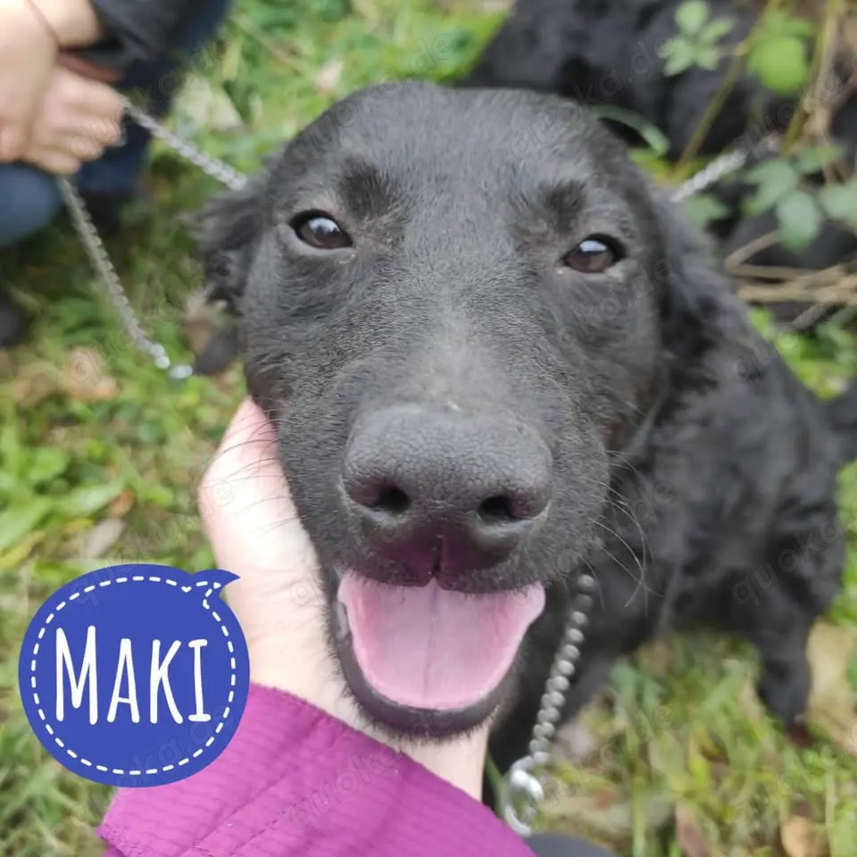 Maki, bezaubernder Mischling, Kroatischer Schäferhund Mudi