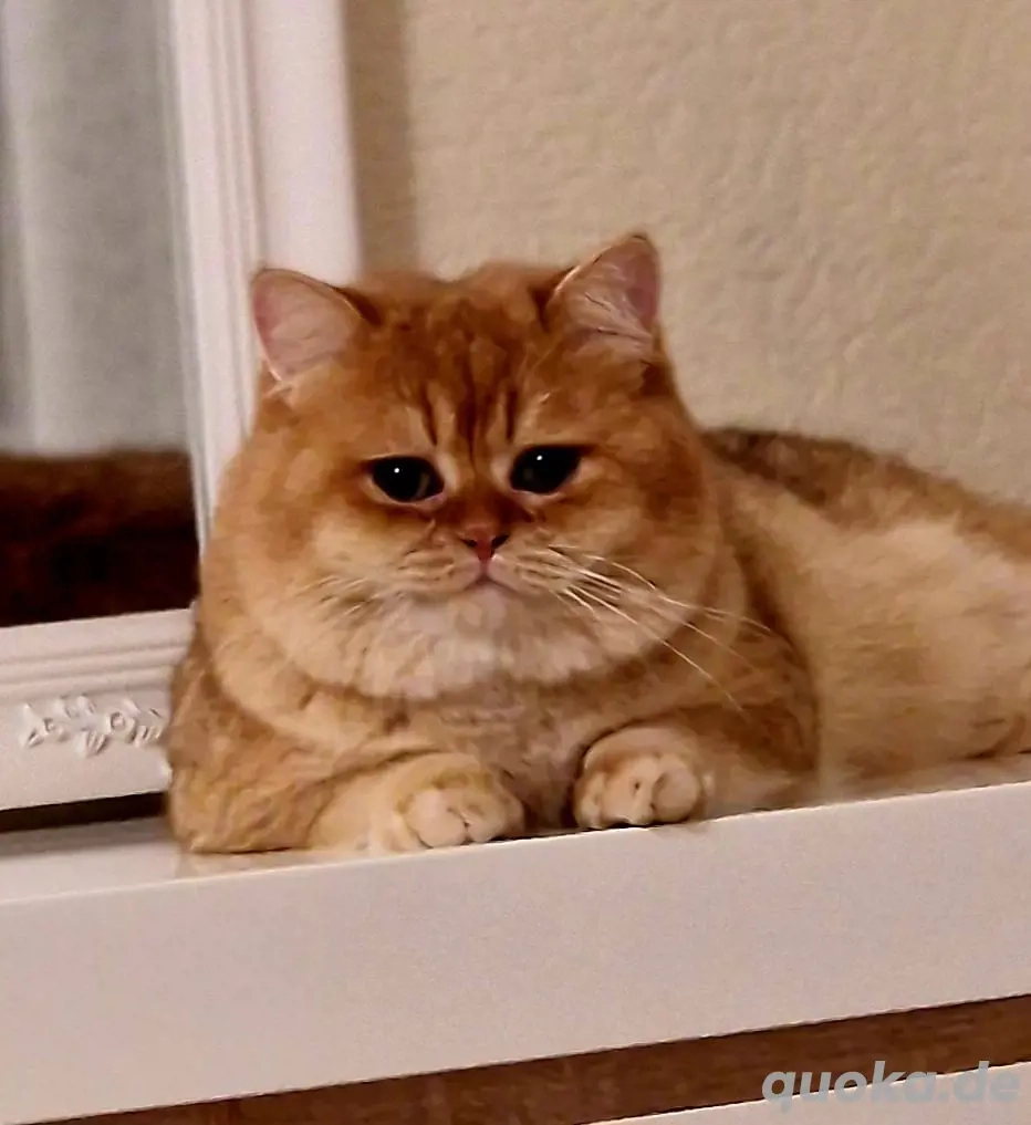 BKH Deckkater mit Stammbaum 