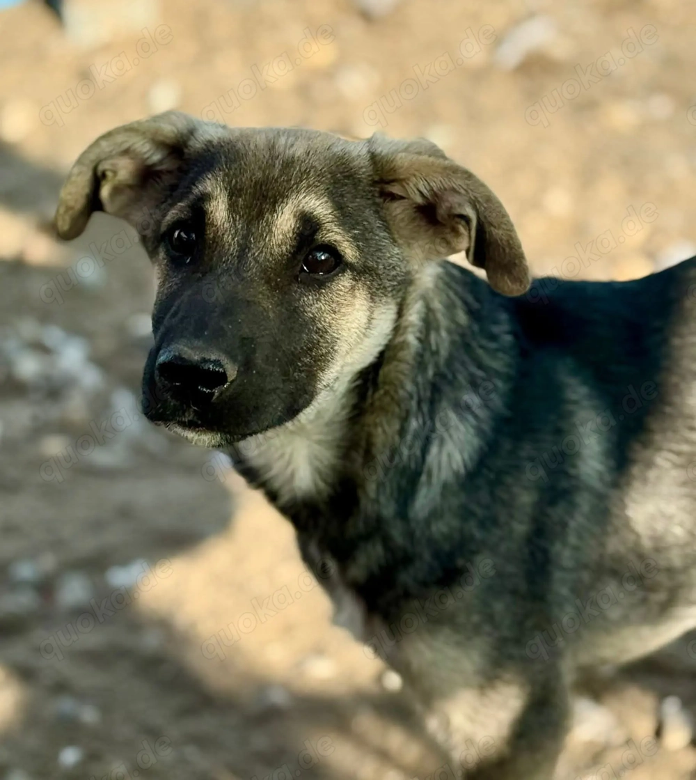 Böllchen sucht liebe, geduldige Menschen 