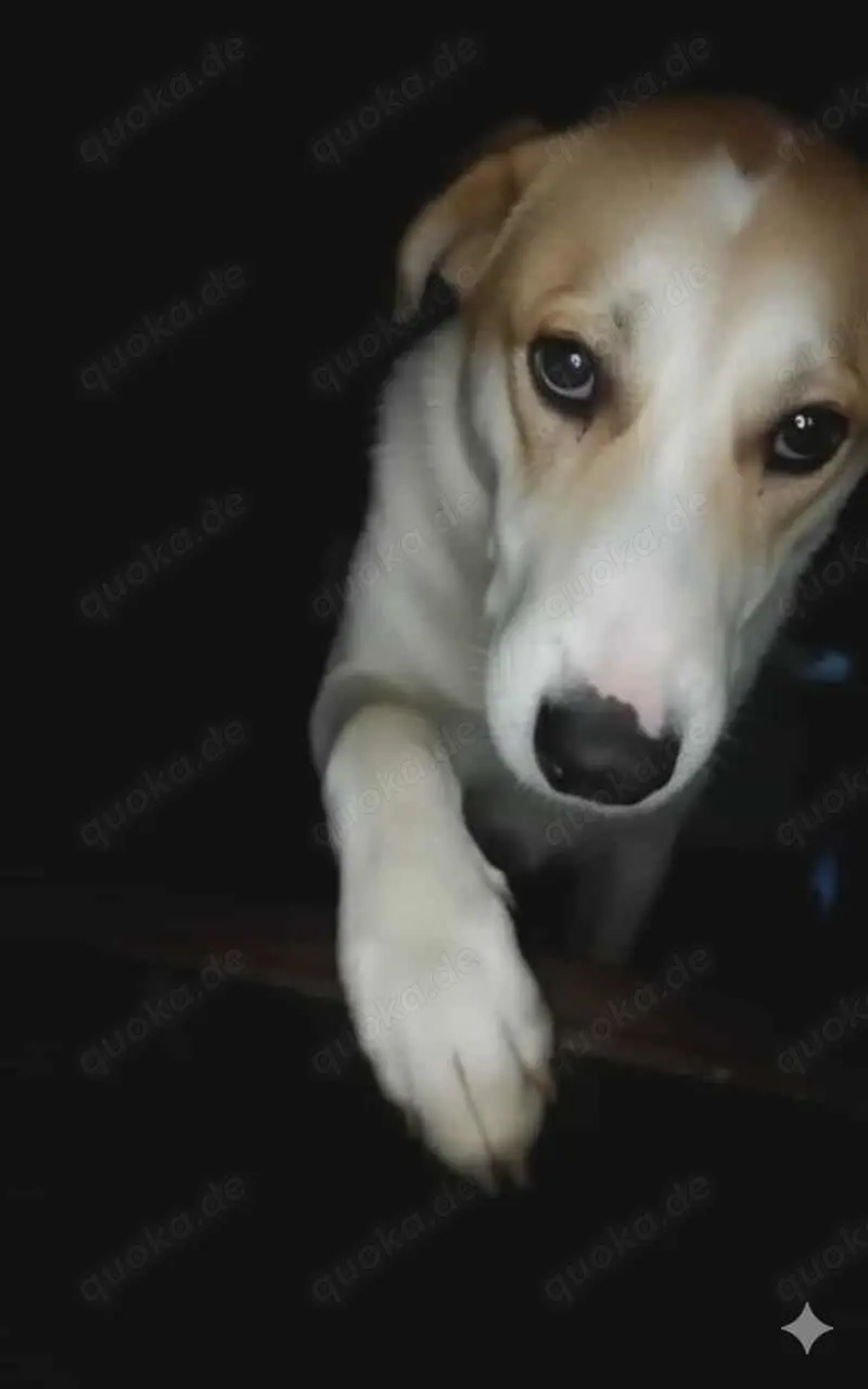 Levina - schenkst du ihr ein liebevolles Zuhause?