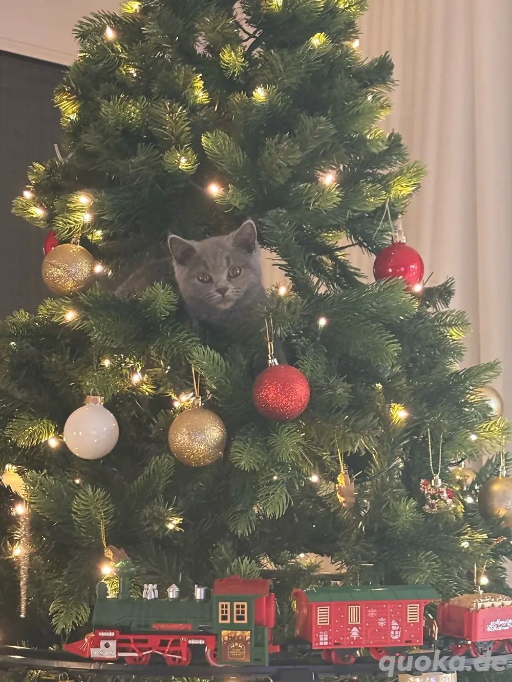 britisch kurzhaar reinrassig kitten 