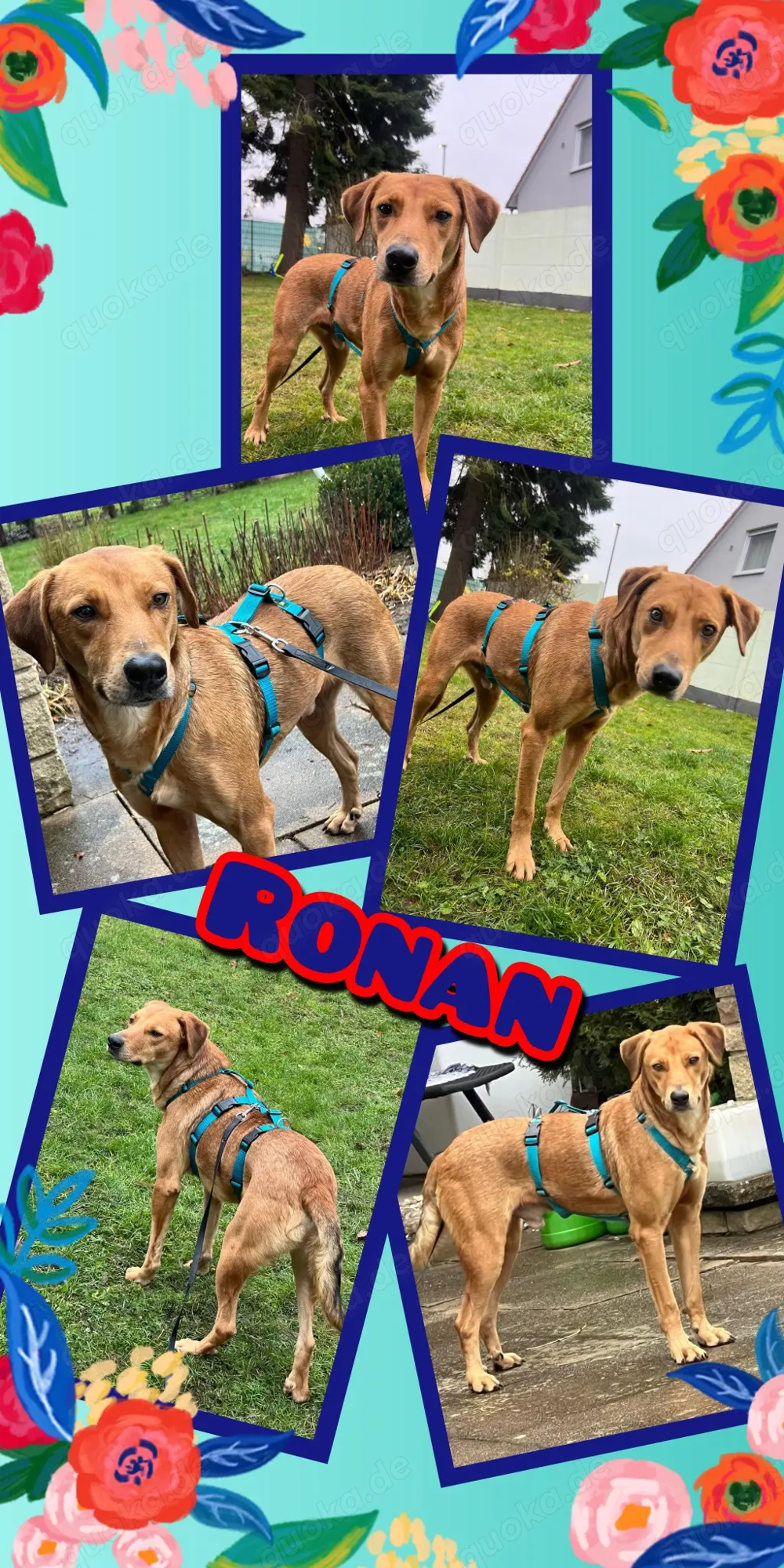 lieber, menschenbezogener, verkuschelter, wunderschöner Rüde "Ronan" sucht ein Zuhause 