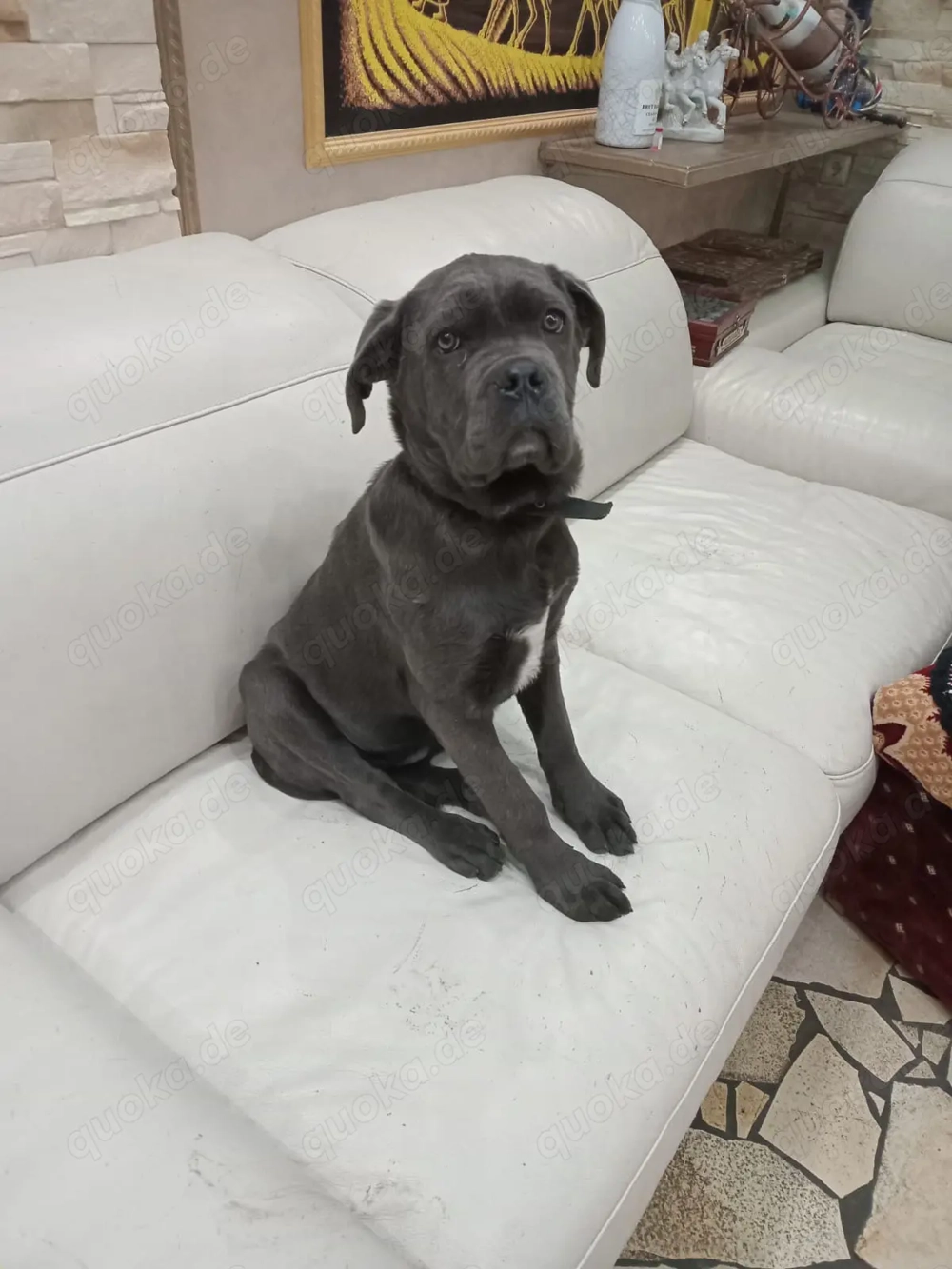 Cane Corso Welpe   Hündin