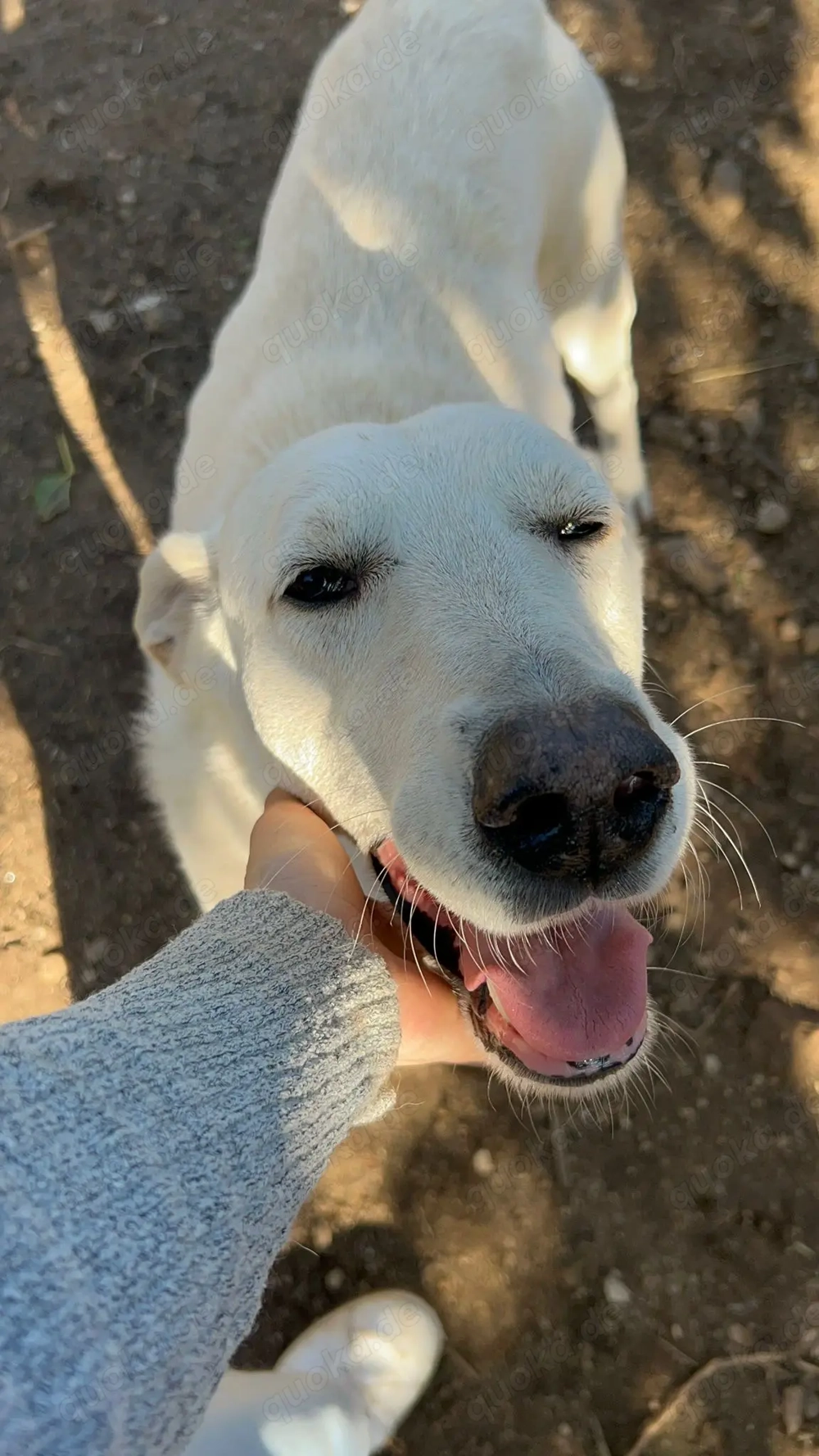 Zuhause oder Pflegestelle gesucht für Nero