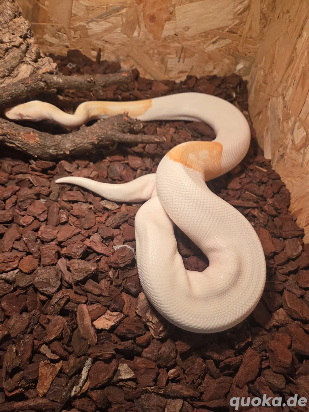 Python regius (Albino Piebald) Männlein 