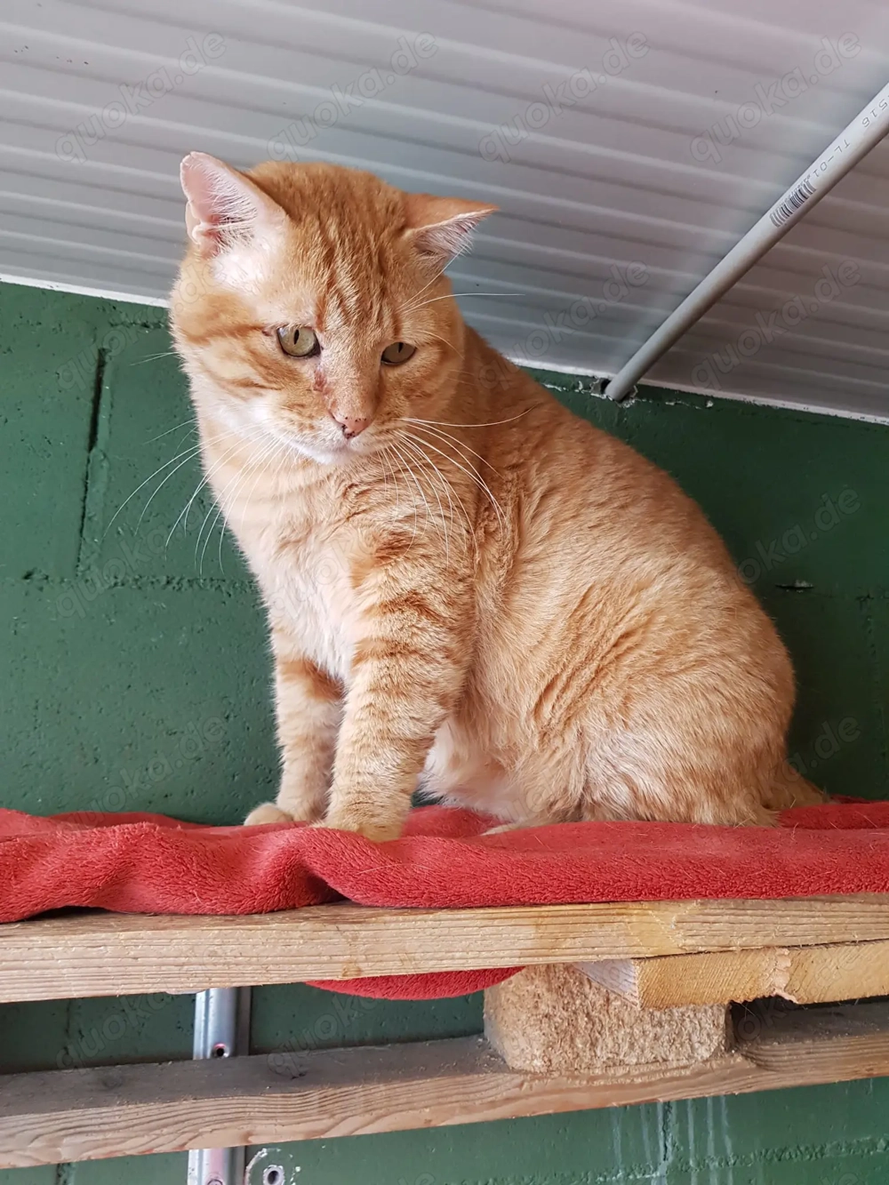 Clarito sucht sein Zuhause - FIV positiv