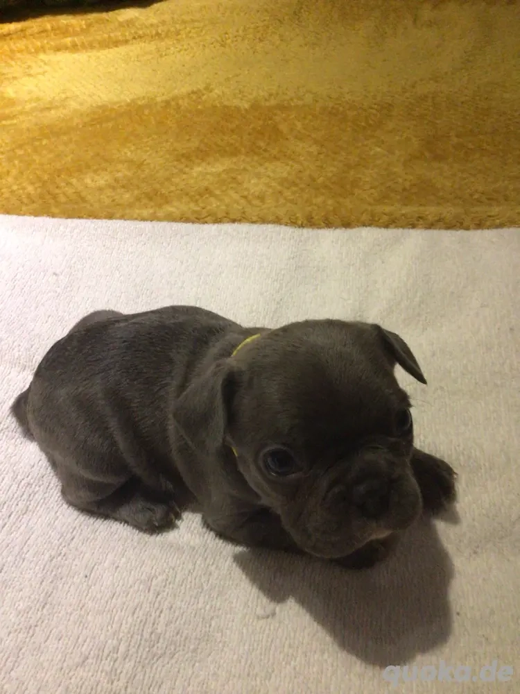 Französische Bulldoggen