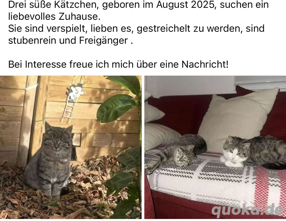 3 Kätzchen 