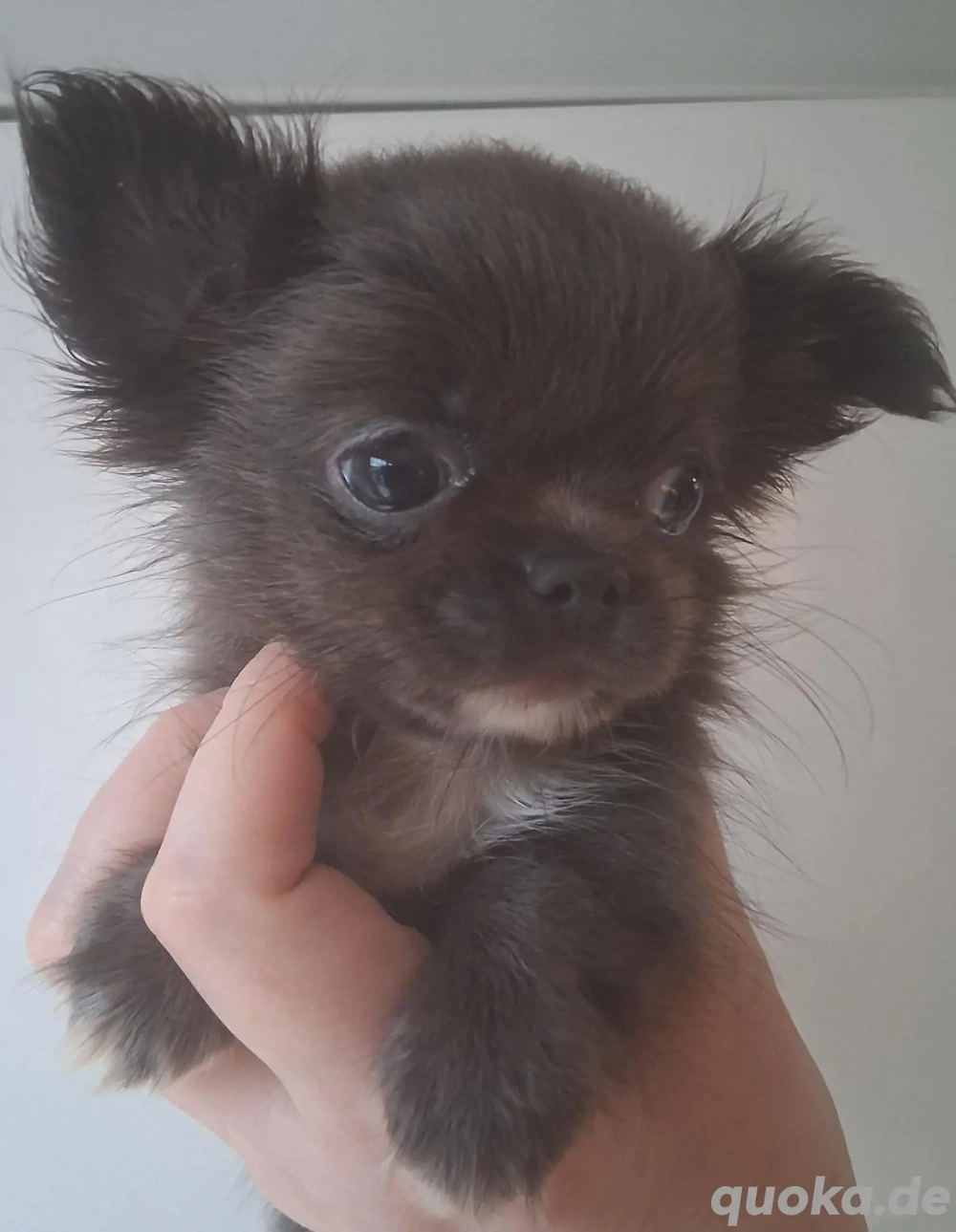 Chihuahua Welpen In seltene Blau