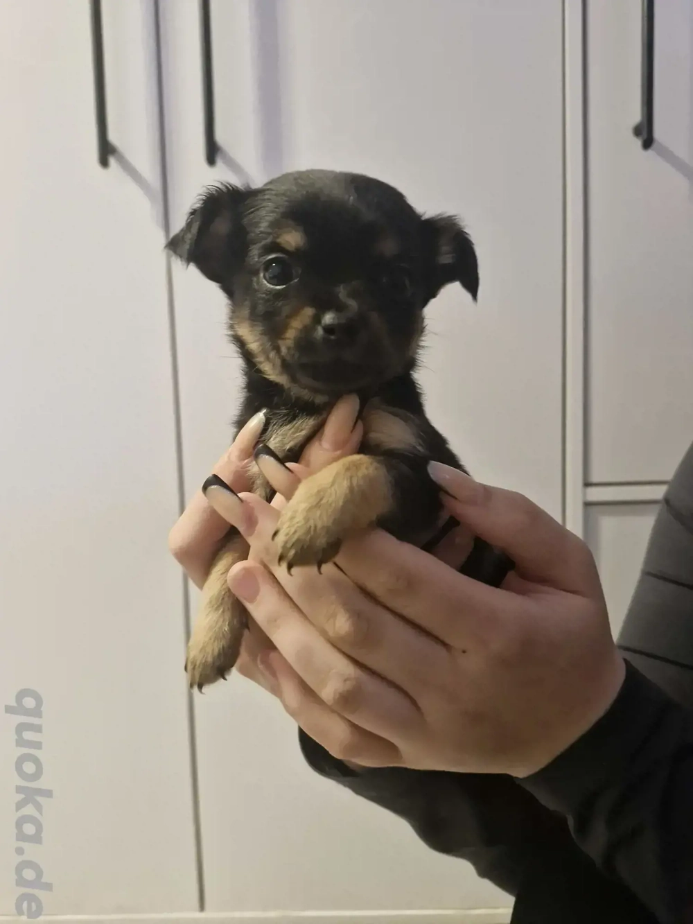 Chiuhahua yokisher welpen wir sind bereit fürs neue zuhause