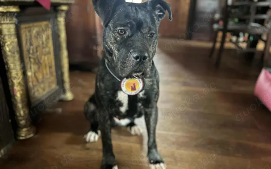 Isabel sucht Zuhause