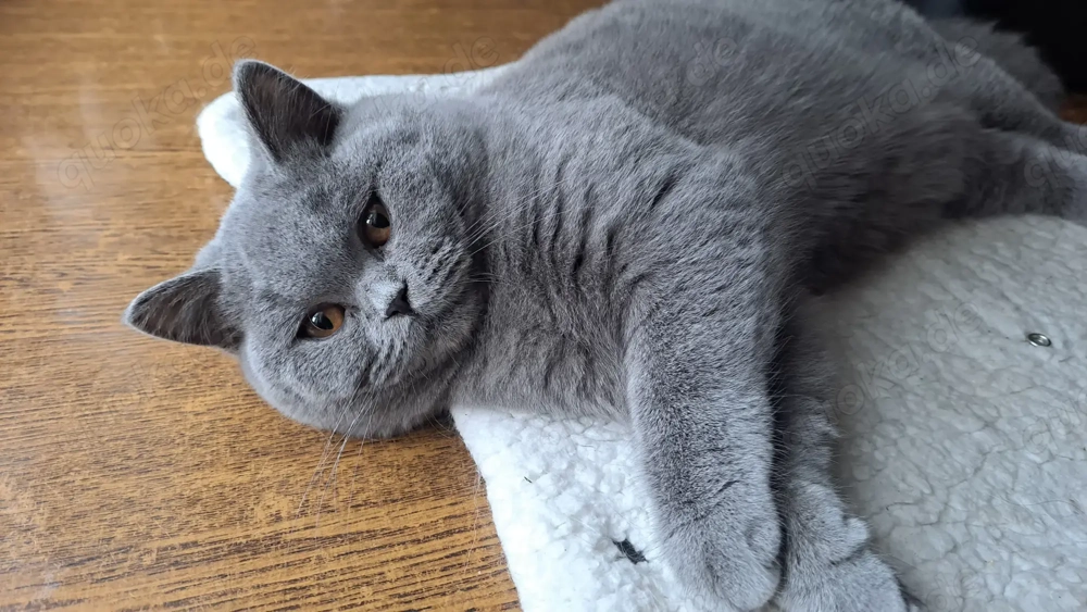 Britisch kurzhaar blau mit Stammbaum weiblich