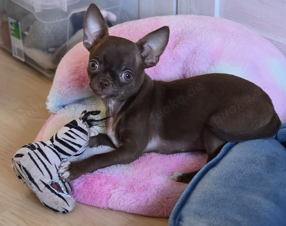 Unsere kleinen Chihuahua-Wunder suchen ein Zuhause 