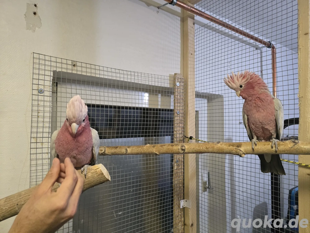 Rosakakadu Handaufzucht Jungtiere