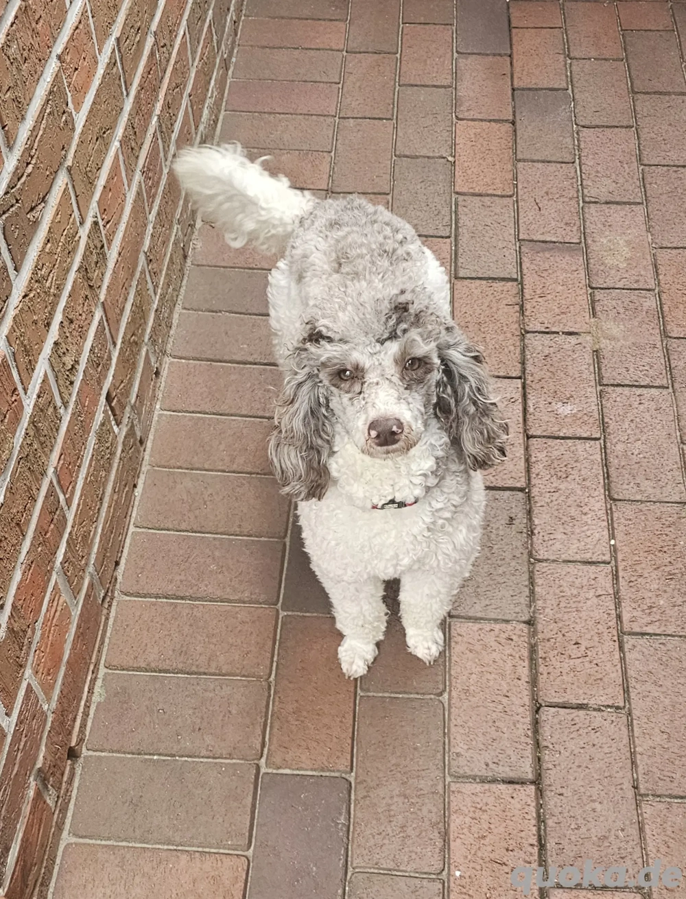 Zwergpudel Deckrüde ( kein Verkauf) 