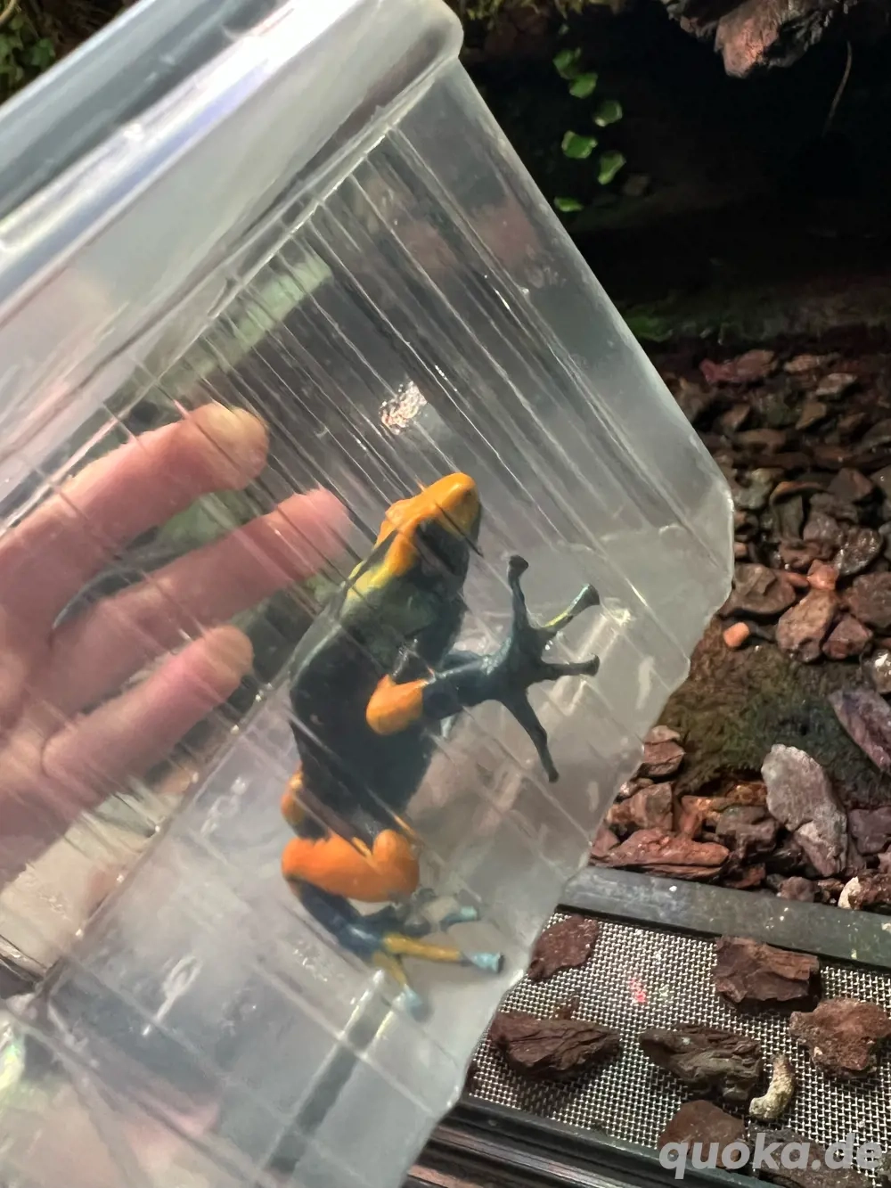 Dendrobates Tinctorius tumucumaque