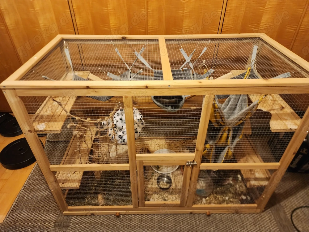 Degus (zwei Stück) handzahm und mit Zubehör 